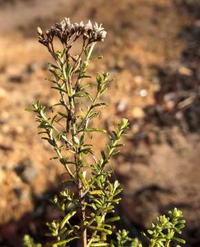 Image of Ozothamnus adnatus DC.