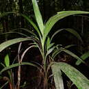 Image of <i>Palmorchis pubescens</i>