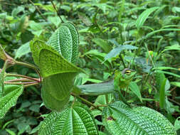 Image of Common green forest lizard