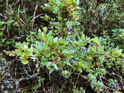 Imagem de Rhododendron rubropilosum Hayata