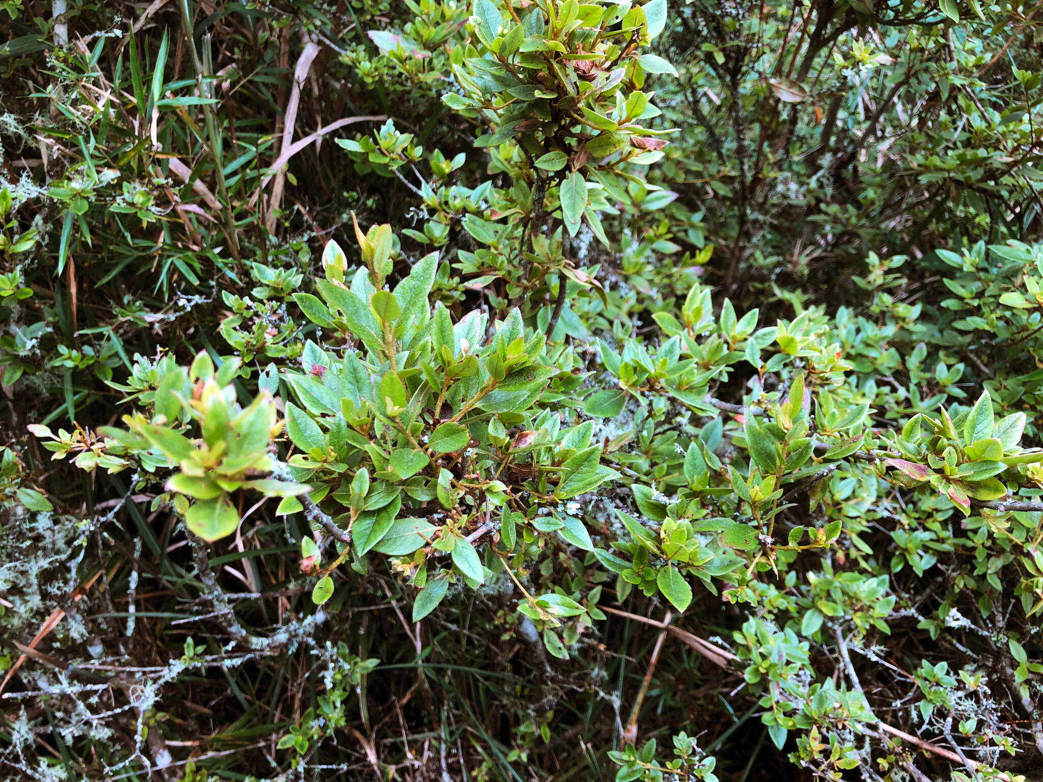 Imagem de Rhododendron rubropilosum Hayata