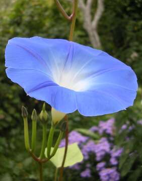 Image of Ololiuqui or Mexican Morning Glory