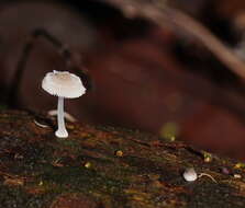 صورة Mycena fumosa Grgur. 2003