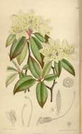 Image of Rhododendron keiskei Miq.