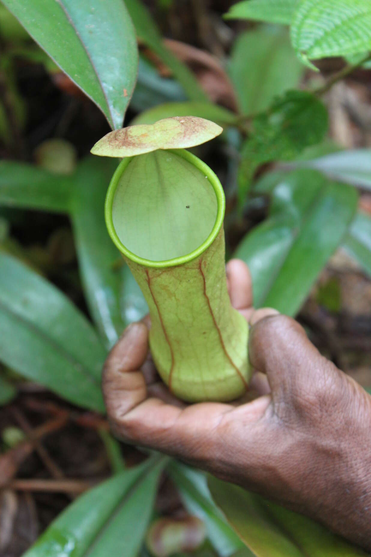 Слика од Nepenthes distillatoria L.