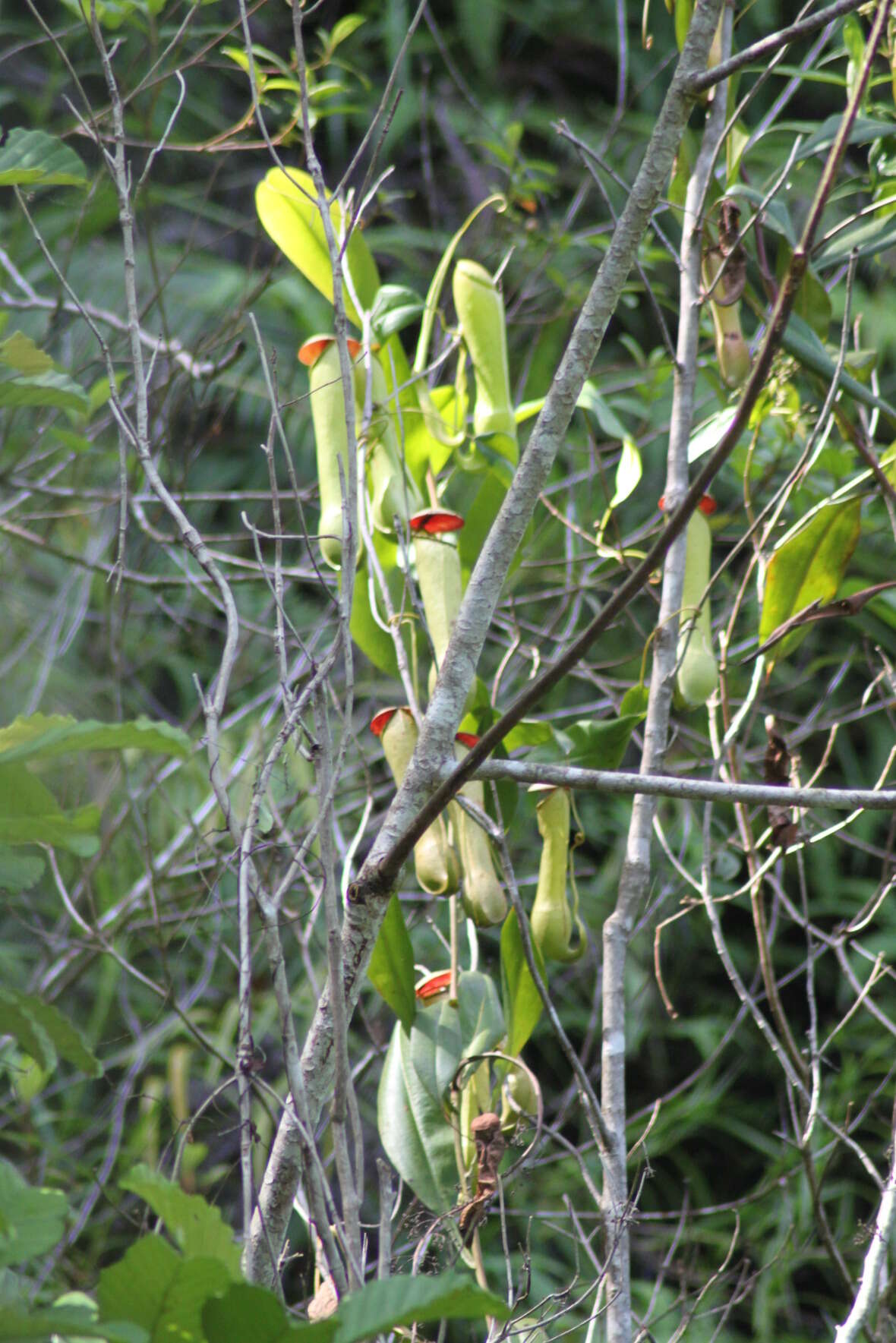 Слика од Nepenthes distillatoria L.