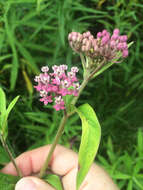 Sivun Asclepias incarnata subsp. incarnata kuva