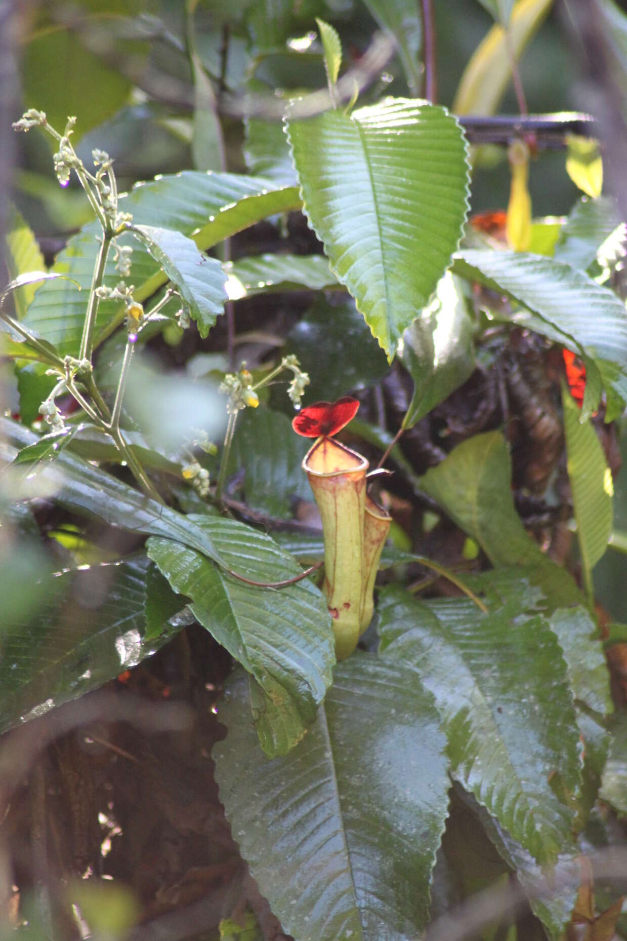 Слика од Nepenthes distillatoria L.