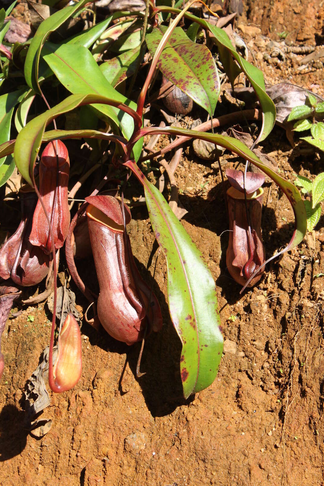 Слика од Nepenthes distillatoria L.