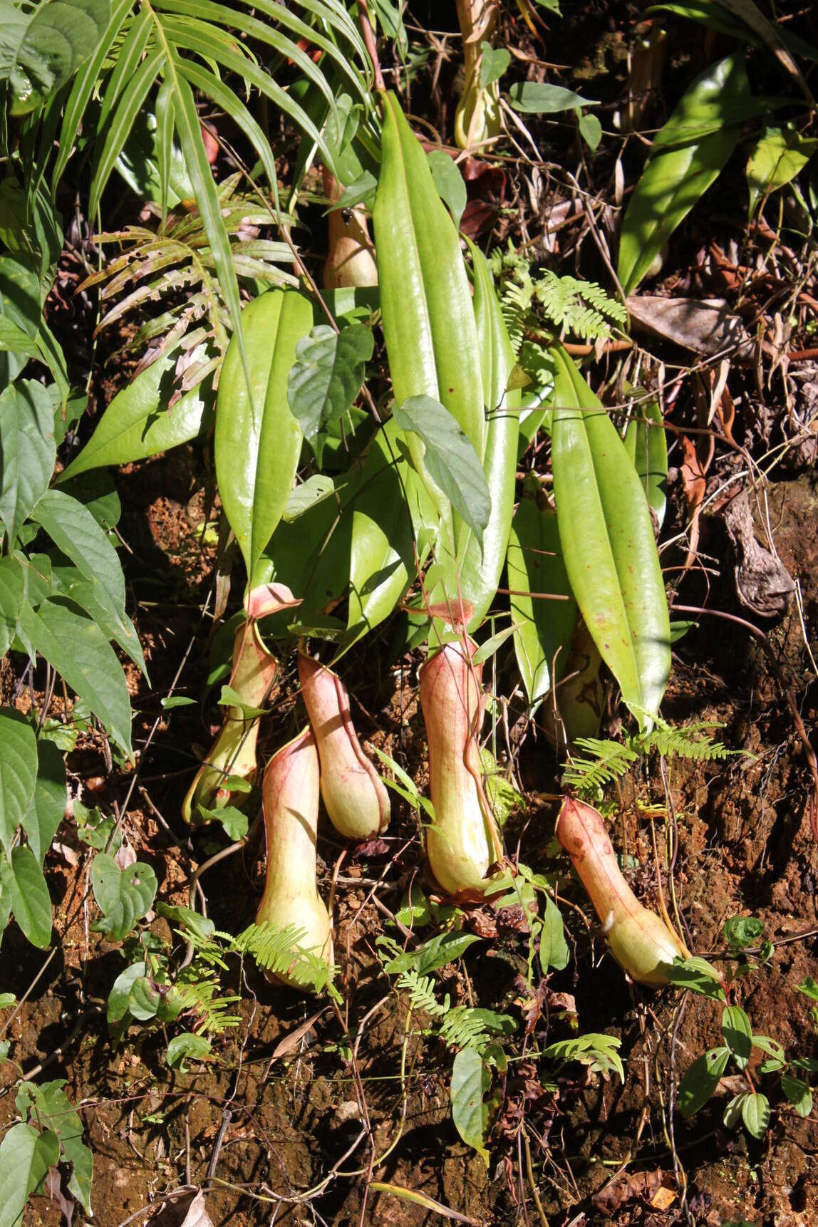 Слика од Nepenthes distillatoria L.