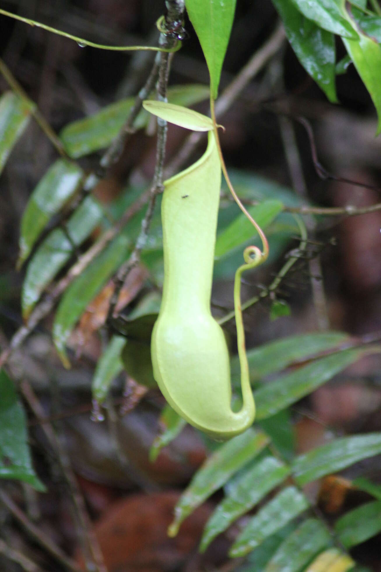 Слика од Nepenthes distillatoria L.