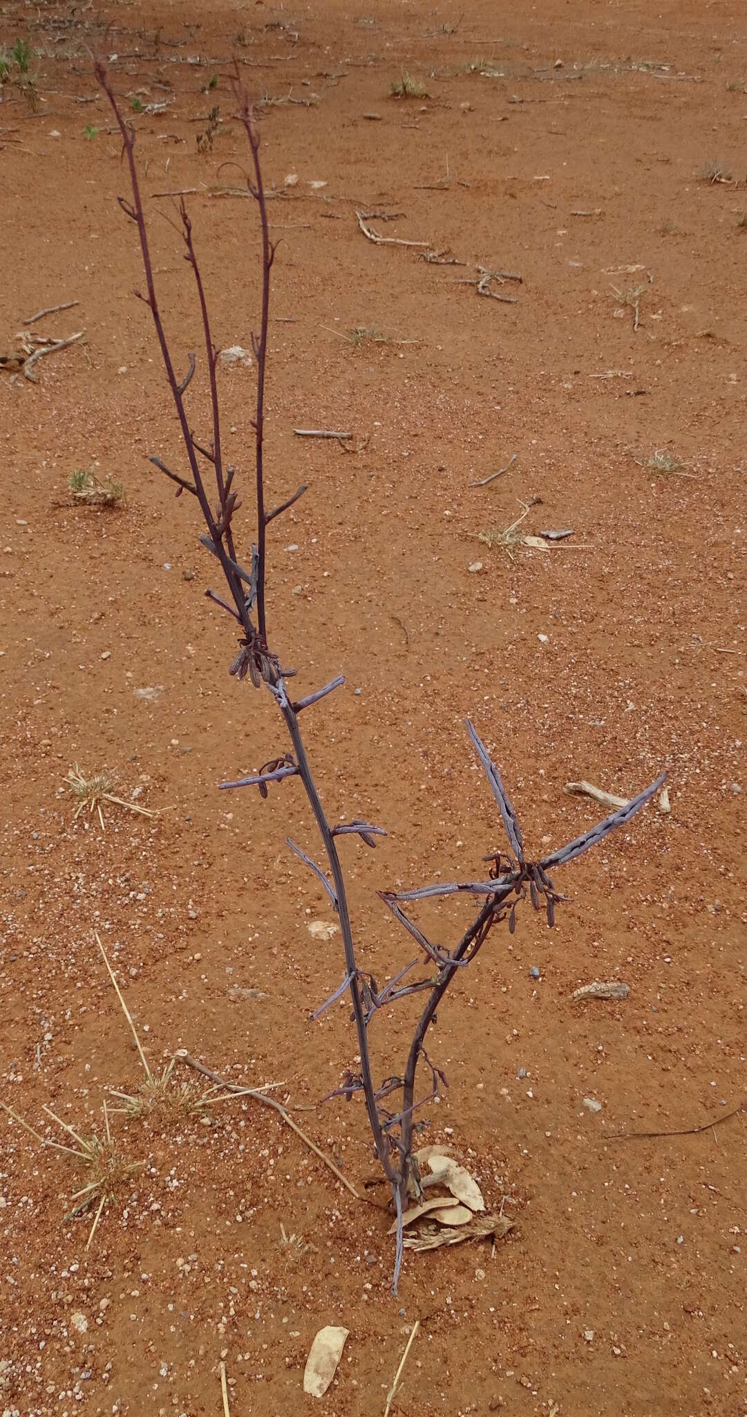 Image of Adenia repanda (Burch.) Engl.