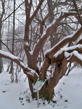 Image of Cornelian cherry dogwood