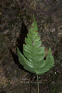 Plancia ëd Woodwardia japonica (L. fil.) Sm.