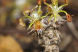 Image de Drosera scorpioides Planch.