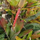 صورة Aechmea pineliana (Brongn. ex Planch.) Baker