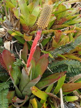 صورة Aechmea pineliana (Brongn. ex Planch.) Baker