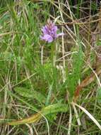 Image of Heath spotted orchid