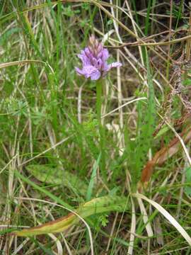 Image of Heath spotted orchid