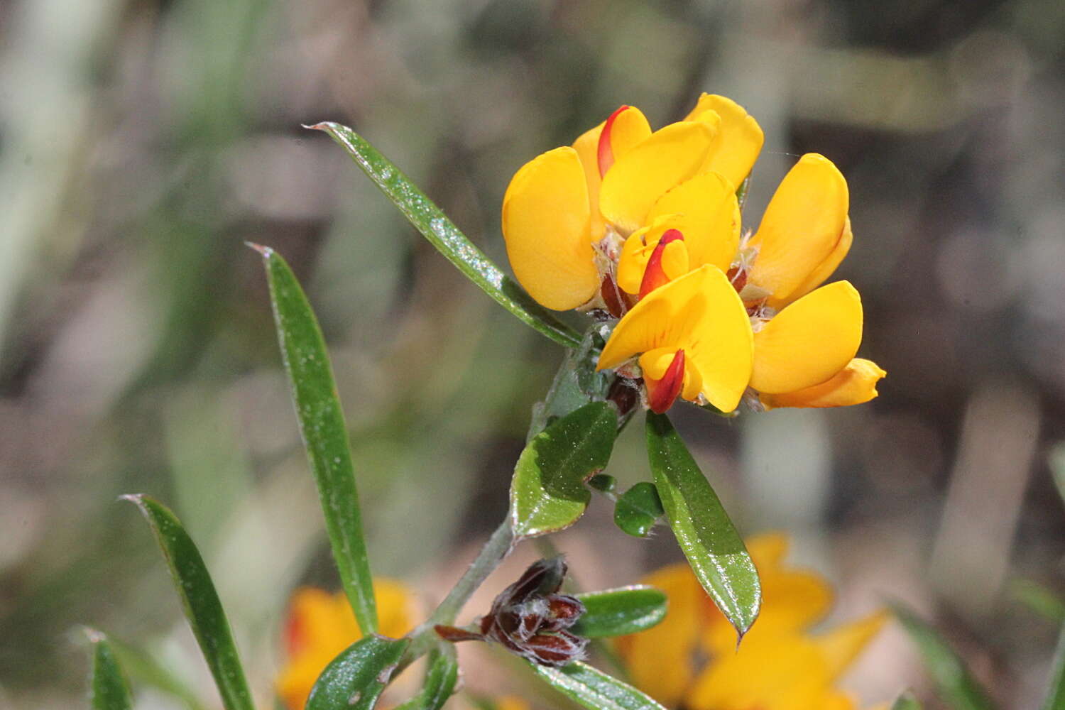 Слика од Pultenaea myrtoides Benth.