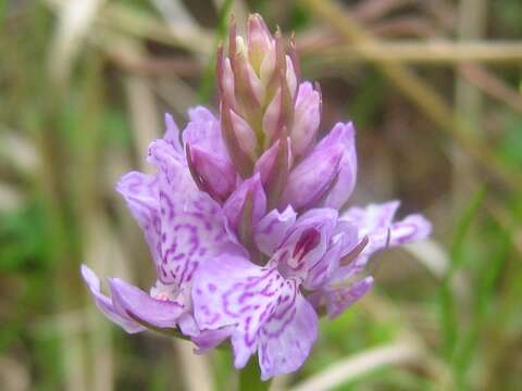 Image of Heath spotted orchid