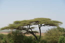 Image of umbrella thorn