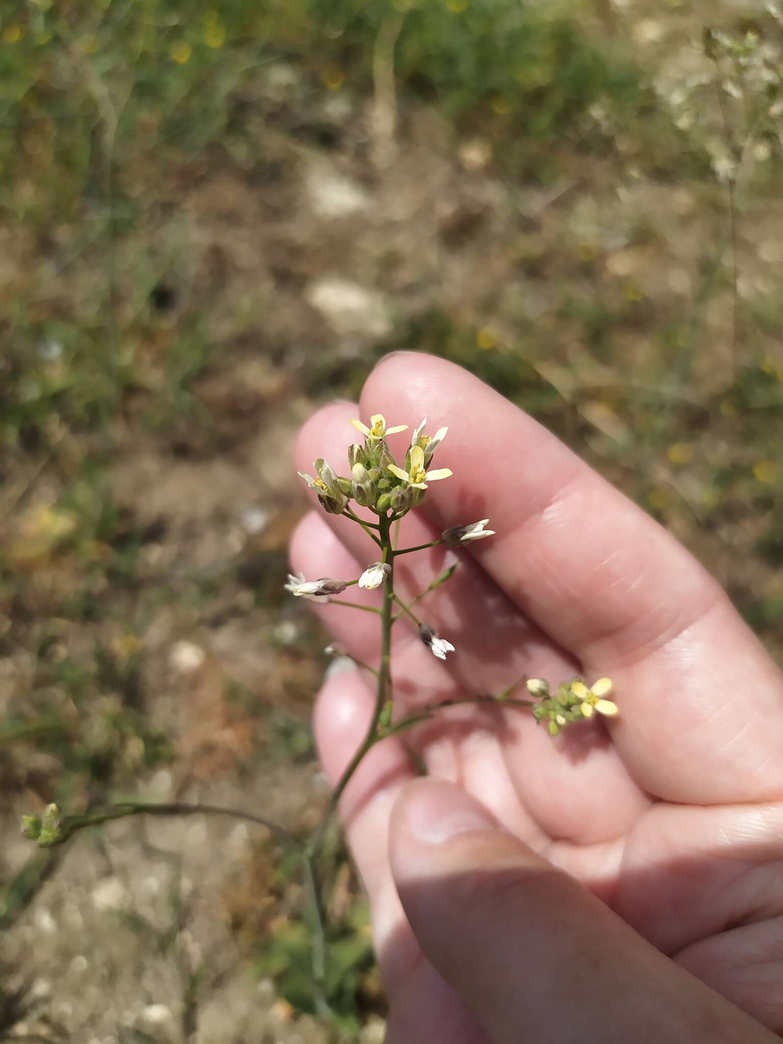 Image of graceful false flax