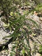 Image of Tennessee milkvetch