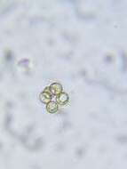 Image de Micractinium pusillum