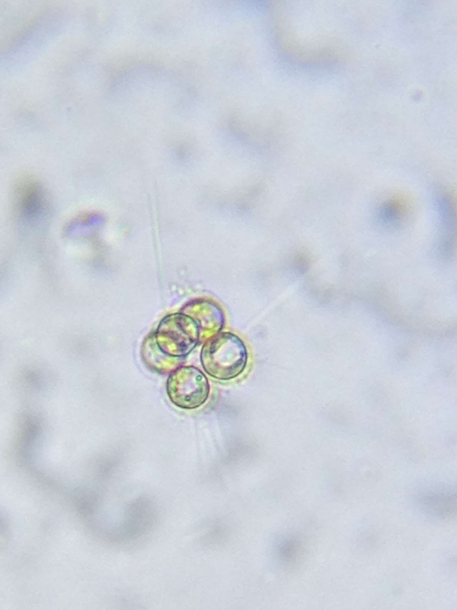 Image of Micractinium pusillum