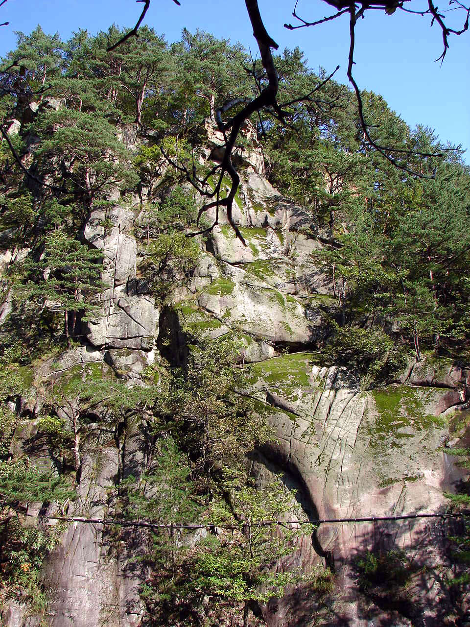 Image of Japanese Red Pine