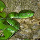 Image of Philippine Pit Viper