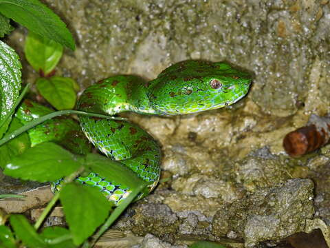 صورة Trimeresurus flavomaculatus (Gray 1842)