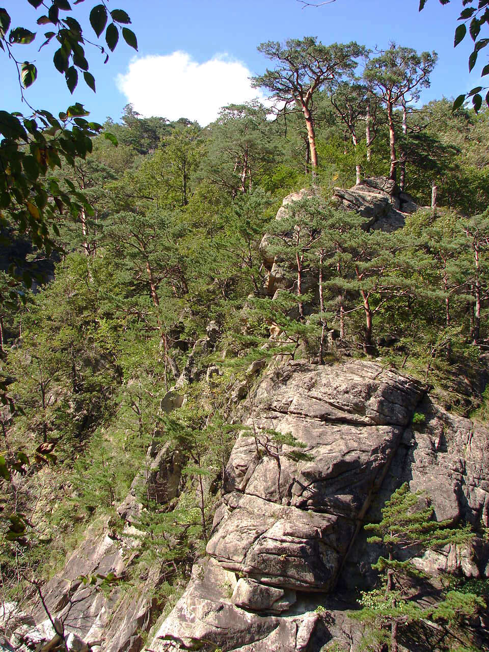 Image of Japanese Red Pine