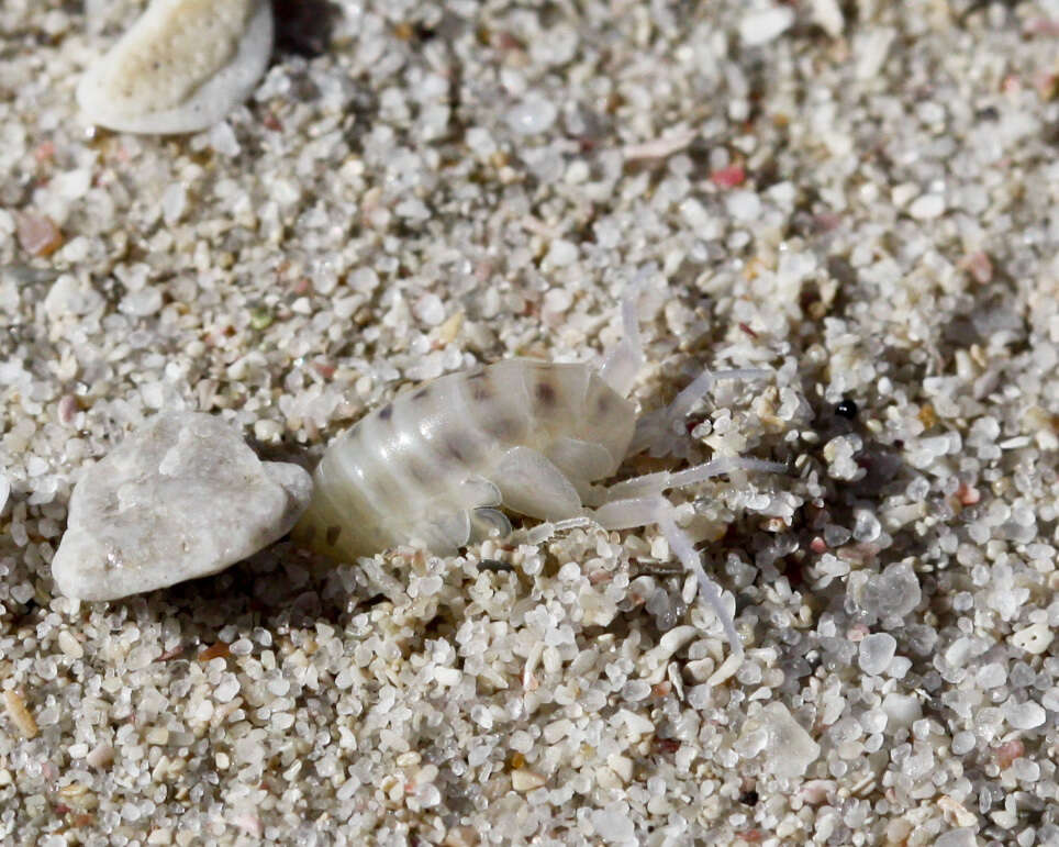 Image of Africorchestia quadrispinosa (K. H. Barnard 1916)