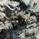 Plancia ëd Cicindela (Cicindela) limbalis Klug 1834