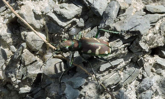 Plancia ëd Cicindela (Cicindela) limbalis Klug 1834