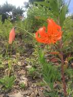 Image of Tiger lily