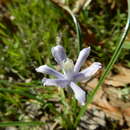 Image of blue funnel lily