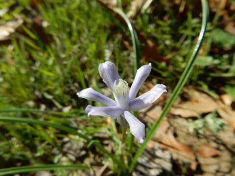 Слика од Androstephium coeruleum (Scheele) Greene