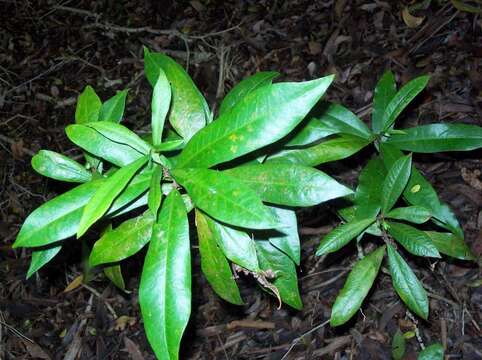 Image of Eupomatia bennettii F. Müll.