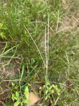 Image of Digitaria ternata (A. Rich.) Stapf