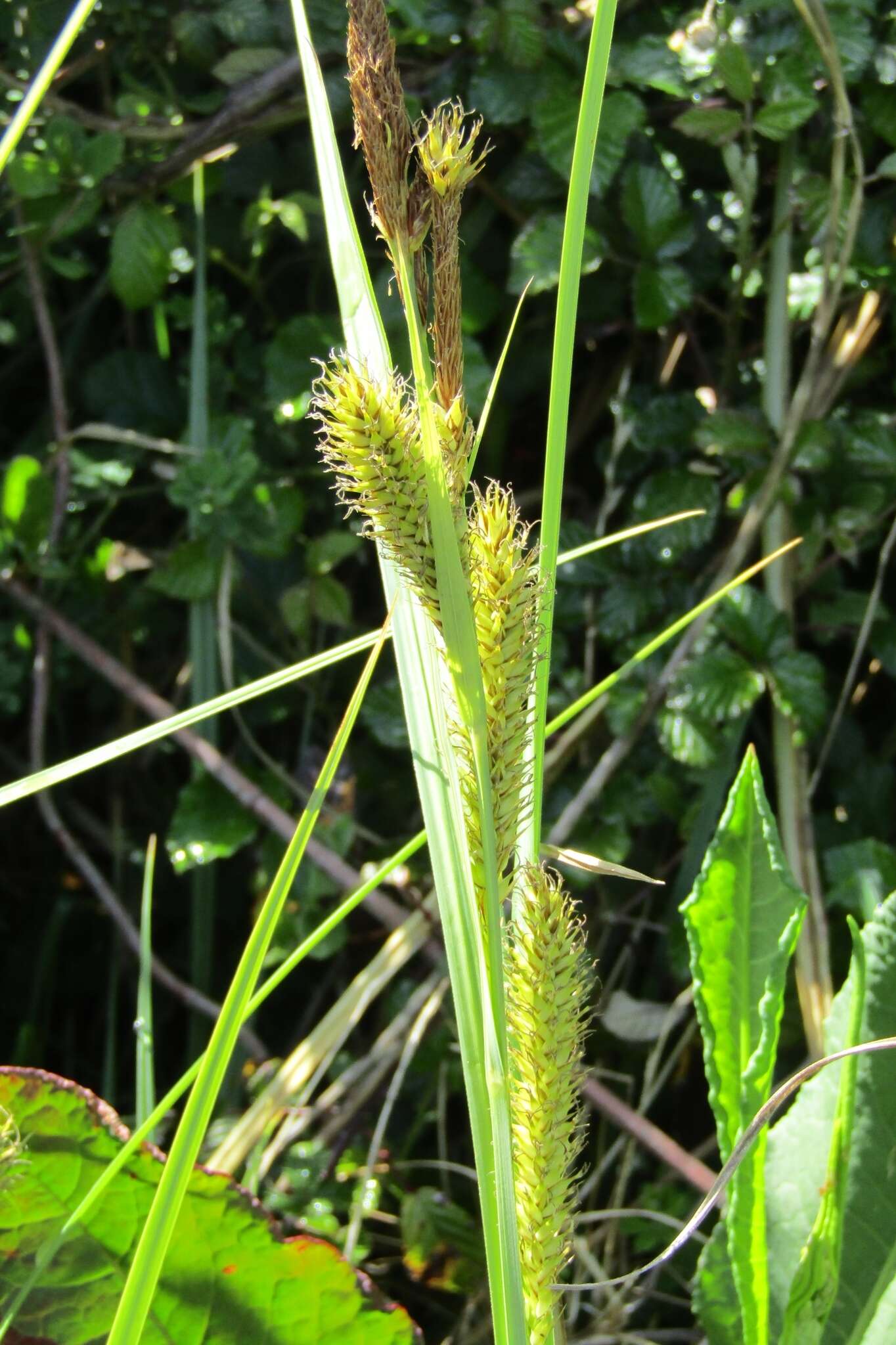 Image of Carex riparia subsp. chilensis (Brongn.) Kük.