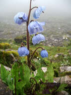 Imagem de Meconopsis horridula Hook. fil. & Thomson