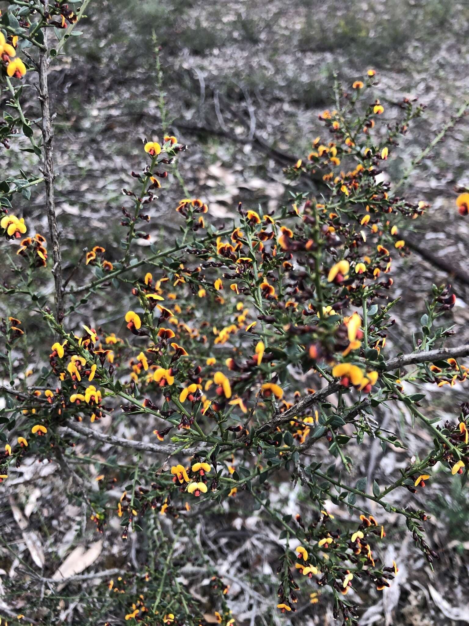 Image of <i>Daviesia ulicifolia</i> subsp. <i>ruscifolia</i>