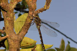 Image of Variable Darner