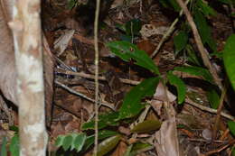 Image of Whitetail Lancehead