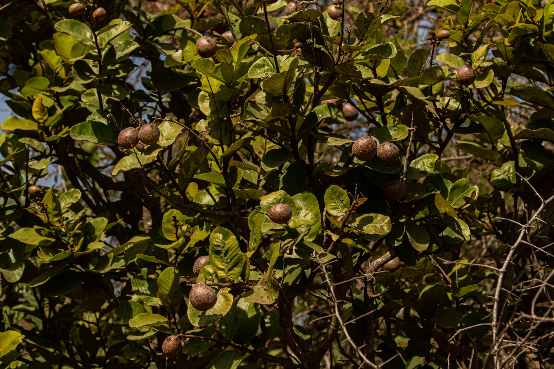 Neocarya macrophylla (Sabine) Prance ex F. White resmi