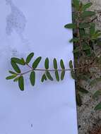 صورة Euphorbia cumulicola (Small) Oudejans