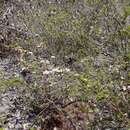 Image de Leptospermum multicaule A. Cunn.